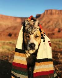 Pin By Furrytales Of Fairy Tails On Animal Dog Adventure Dog Cat Cat Travel