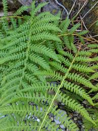 Image result for Cycnium filicalyx