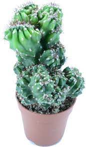 Explore tips on growing and watering your cereus peruvianus. Cereus Peruvianus Monstruosus Avalon Magic Plants