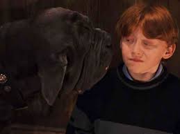 #harry potter #harrypotter #potterhead #weasleys #hermonie. The 10 Best Dog Names From The Harry Potter Universe
