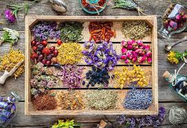 Herbs Consumption In Pregnancy Safe Or Not