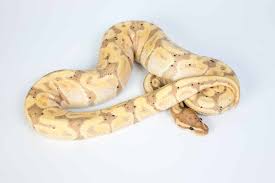 Albinism means the snake is amelanistic and is not able to produce brown, black, red, or orange pigments in its scales. Ball Python Morphs A Complete List With Pictures Embora Pets