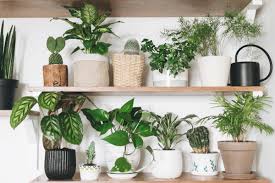 Maybe you would like to learn more about one of these? Como Decorar La Casa Con Plantas
