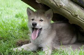 Animals Arctic Wolf 8 By Moonsongstock D3k3jgm Jpg 900 600 Animals Wolf Dog Baby Wolves