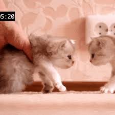  Kumpulan Gambar Animasi Kembang Api Bergerak Dp Tahun Baru Fireworks Animated Gif Animasi Bergerak Lucu Terbaru Animasi Kucing Lucu Lucu
