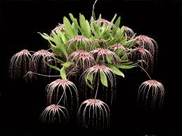 Image result for Bulbophyllum stolzii