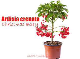 Image result for Ardisia