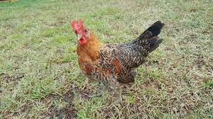 Until relatively recently, it was assumed by many that roosters crew in response to the daybreak. Our Beautiful Sweet Buttercup Chicken Cheetah Confirmed His Rooster Status And Started Crowing Wednesday At An Amazing 7 Free Range Chickens Rooster Beautiful