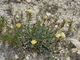 Image result for Launaea rarifolia