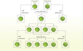 Mapping Pulse Genomes