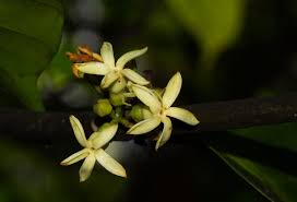 Image result for Funtumia africana