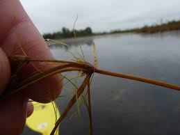 Image result for Eleocharis confervoides