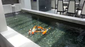 Kolam ikan tersebut pun dihias dengan rancangan yang menarik, supaya banyak orang yang melihat sisi inspirasinya. Kolam Ikan Koi Di Dalam Rumah Memang La Mantap Youtube