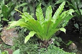 準備と植えつけ アスプレニウムの育て方 住友化学園芸