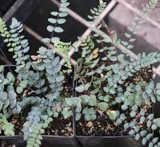 Image result for Cheilanthes viridis