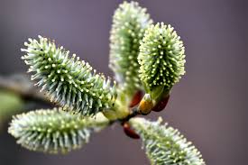 Image result for Goat Willow