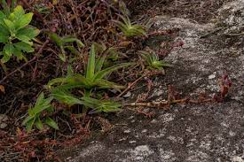 Image result for Cyanotis foecunda