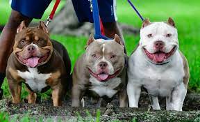 5 Misconceptions On Health Life Span Temperament In The American Bully By Venomline Pocket Bully S Venomline Medium