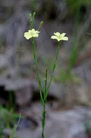 Image result for Linum