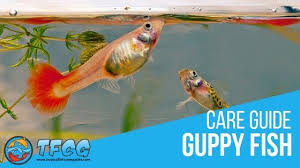Guppy Fish Care Guide Everything You Need To Know Tfcg Guppy Fish Guppy Fish Care