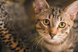 Without getting too deep into genetics (it's. What It Means To Be A Tabby Cat Catster