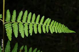 Image result for Hypolepis sparsisora