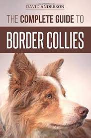 The Complete Guide To Border Collies Training Teaching Https Www Amazon Com Dp 1727341589 Ref Cm Sw Border Collie Collie Puppies Border Collie Puppies