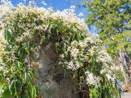 Maybe you would like to learn more about one of these? Sweet Autumn Clematis Clematis Terniflora Is A Plant In The Buttercup Family Ranunculaceae It Is Native To Countries In Northeastern Asia Stock Photo Picture And Royalty Free Image Image 98426698