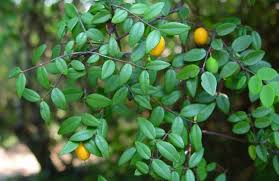 Image result for Synaptolepis alternifolia