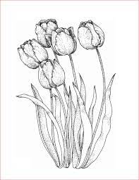 Bunga tulip tergolong sketsa bunga yang paling mudah. 30 Gambar Sketsa Bunga Mudah Bunga Matahari Mawar Tulip Sakura Teratai Sepatu Melati Dll Seni Budayaku