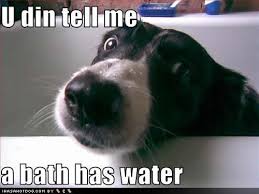 Funny Dogs With Captions Funny Dog Photos With Humorous Captions Funny Dog Captions Funny Dog Photos Funny Dog Pictures