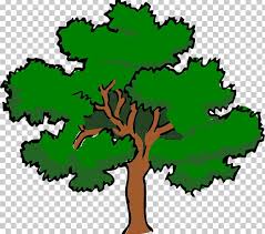 How to draw an oak tree. Southern Live Oak Tree Png Clipart Artwork Cartoon Drawing Flora Flowering Plant Free Png Download