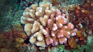 Image result for Corallocarpus schinzii