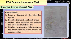 Digestive System Concept Map Homework Youtube
