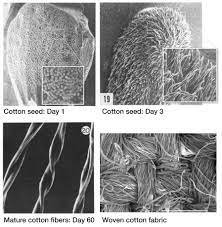 cotton cells cotton natural textiles coding