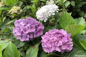 We did not find results for: Amazing Meaning And Symbolism Of Hydrangea Flower Florgeous