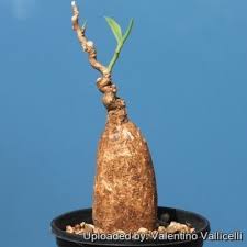 Image result for Euphorbia eranthes