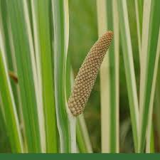 Image result for Calamus deerratus