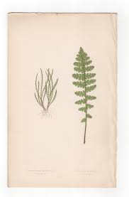 Image result for Mohria