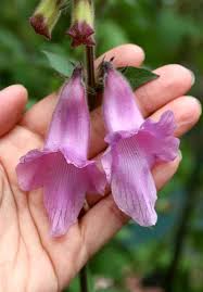 Image result for Ceratotheca triloba