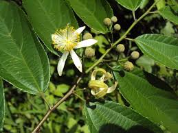 Image result for Grewia glandulosa