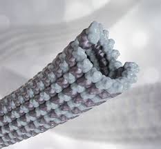 Image result for Cycnium tubulosum