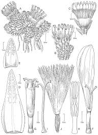 Maybe you would like to learn more about one of these? Taxonomic Revision Of The Andean Genus Xenophyllum Compositae Senecioneae