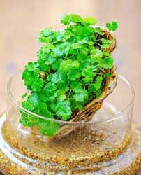 Image result for Hydrocotyle sibthorpioides