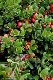 Image result for Uvaria edulis