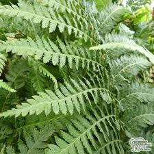 Image result for Dryopteris antarctica