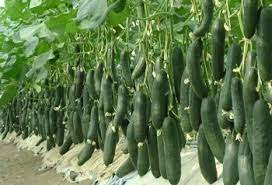 Maybe you would like to learn more about one of these? 5 Langkah Bisnis Budidaya Mentimun Yang Menguntungkan