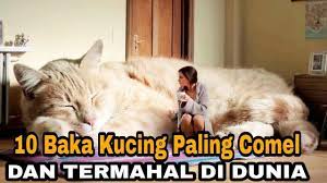 Selain kucing, anjing juga merupakan haiwan peliharaan yang paling digemari oleh masyarakat dunia. 10 Baka Kucing Paling Comel Dan Termahal Di Dunia No 2 Tu Ada Ke Dekat Malaysia Youtube