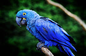 Top 10 Des Plus Beaux Oiseaux Du Monde