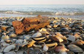 Pantai remis di perak tempat menarik yang power untuk hari. Bercuti Di Pantai Remis Kuala Selangor Percutian Bajet